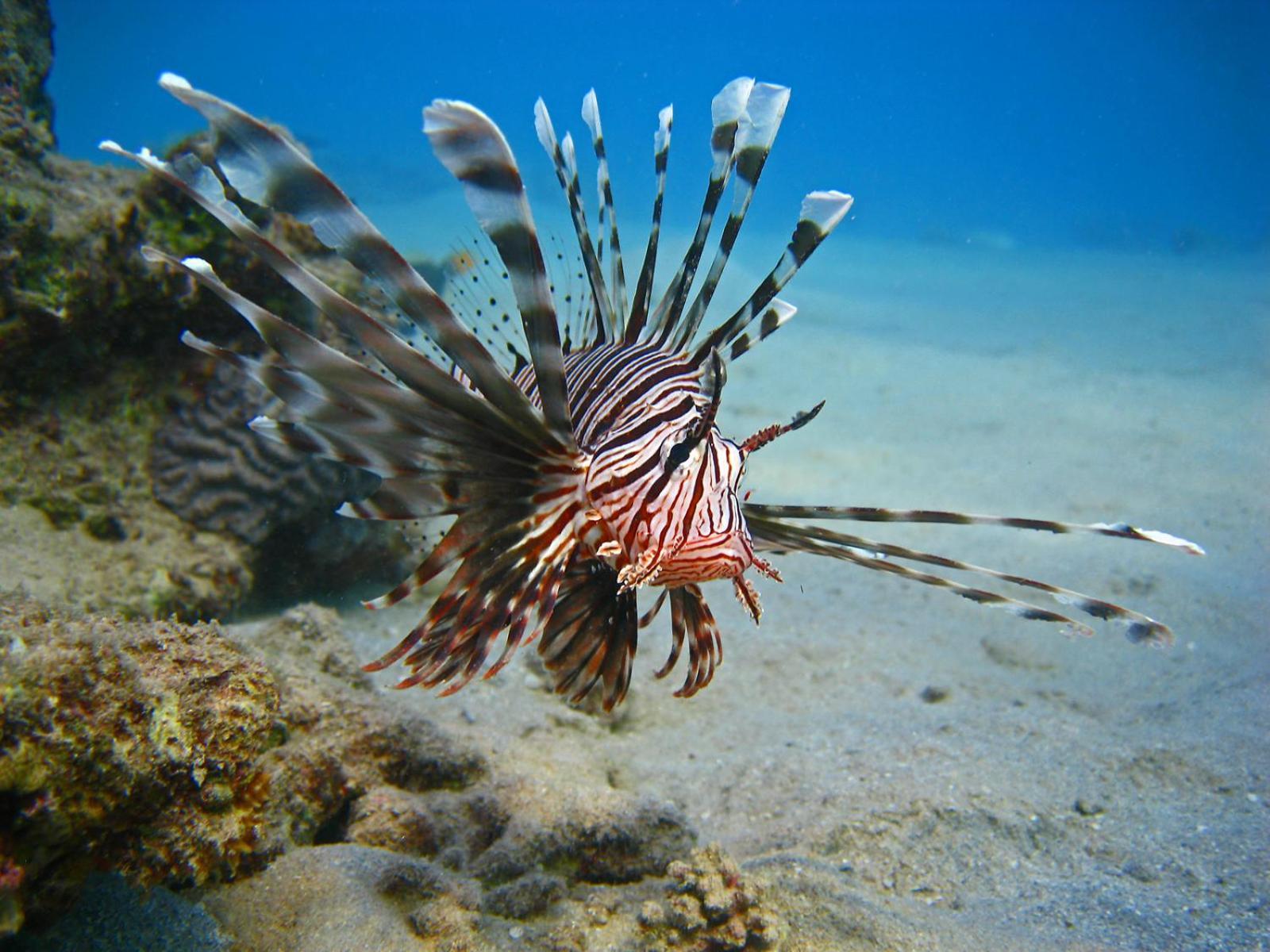 Oonas Dive Club Hotel Sharm el-Sheikh Luaran gambar